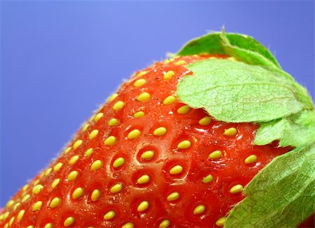 simsearch:400-04513818,k - extreme close up on an strawberry with blue background Stockbilder - Microstock & Abonnement, Bildnummer: 400-04012344