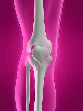 simsearch:400-04155414,k - 3d rendered illustration of a human skeletal knee - front side Photographie de stock - Aubaine LD & Abonnement, Code: 400-04012396