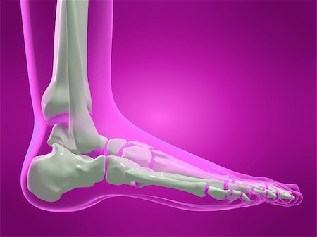 3d rendered x-ray illustration of a human skeletal foot Stock Photo - Budget Royalty-Free & Subscription, Code: 400-04012397