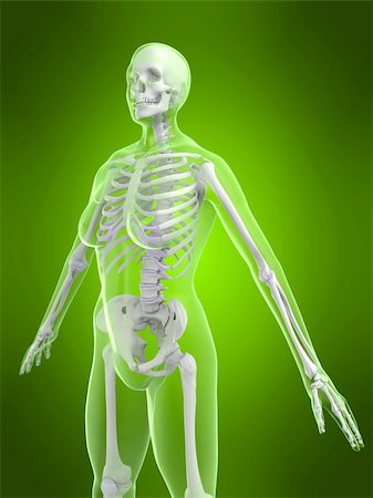 simsearch:700-00150546,k - 3d rendered x-ray illustration of a female skeleton Stock Photo - Budget Royalty-Free & Subscription, Code: 400-04012398