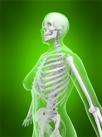 simsearch:700-00150546,k - 3d rendered x-ray illustration of a female skeleton Foto de stock - Royalty-Free Super Valor e Assinatura, Número: 400-04012404