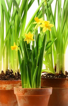 simsearch:400-04031781,k - Three pots of daffodils on white background Stock Photo - Budget Royalty-Free & Subscription, Code: 400-04012684