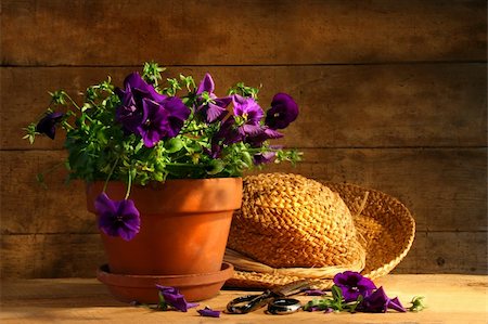 simsearch:400-06633565,k - Pruning purple pansies on an old table Fotografie stock - Microstock e Abbonamento, Codice: 400-04012681