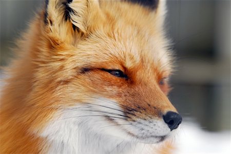 simsearch:400-04516399,k - Close-up picture of a wild Red Fox Foto de stock - Royalty-Free Super Valor e Assinatura, Número: 400-04013370