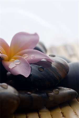 Frangipani flower and polished stone on tropical bamboo mat Stockbilder - Microstock & Abonnement, Bildnummer: 400-04013587