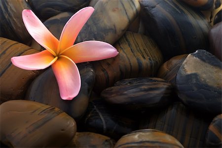 Frangipani flower and polished stone on tropical bamboo mat Stockbilder - Microstock & Abonnement, Bildnummer: 400-04013589