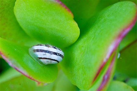 simsearch:400-05304994,k - Snail on a Plant Stock Photo - Budget Royalty-Free & Subscription, Code: 400-04013638