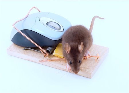simsearch:400-03992981,k - a mouse used his computer sibling to get to the cheese Stock Photo - Budget Royalty-Free & Subscription, Code: 400-04013632