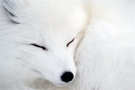 Close-up picture of an Arctic Fox Stock Photo - Budget Royalty-Free & Subscription, Code: 400-04013684