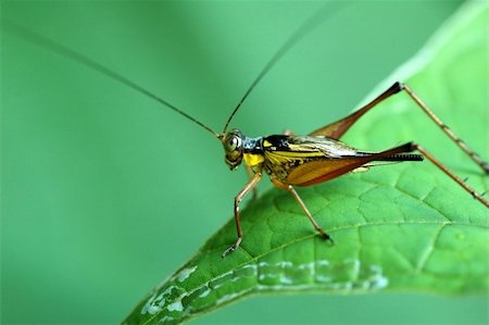 simsearch:400-03984889,k - Macro close up of an insect on green leaf Foto de stock - Super Valor sin royalties y Suscripción, Código: 400-04013870