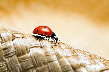 ladybug macro crawling on a woven hat Stock Photo - Budget Royalty-Free & Subscription, Code: 400-04013928