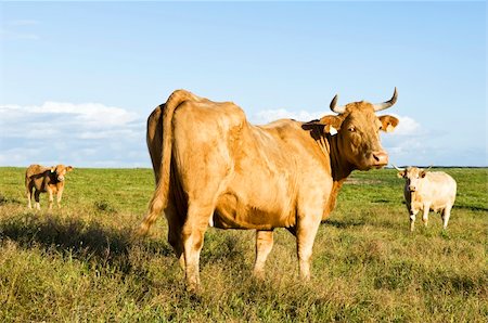 Staring cow in a green grass field.  Alentejo, Portugal Stock Photo - Budget Royalty-Free & Subscription, Code: 400-04013985