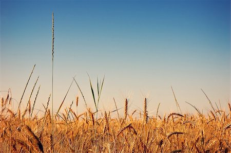 simsearch:400-04736849,k - field of golden wheat under blue sky Stock Photo - Budget Royalty-Free & Subscription, Code: 400-04024135