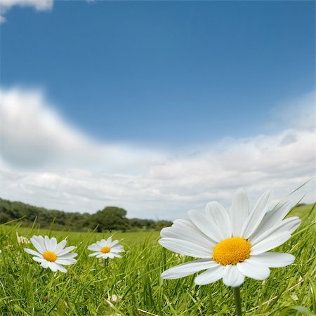 simsearch:400-04706517,k - Camomile flowers on a lovely summers day. Stock Photo - Budget Royalty-Free & Subscription, Code: 400-04024403
