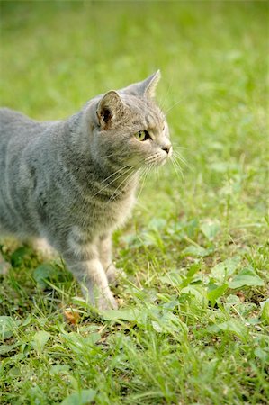 simsearch:400-05262338,k - portrait of curious cat Photographie de stock - Aubaine LD & Abonnement, Code: 400-04024517