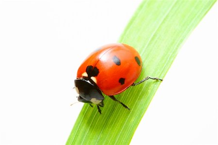 simsearch:400-05883361,k - red ladybug on green grass isolated Photographie de stock - Aubaine LD & Abonnement, Code: 400-04025576