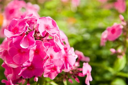 simsearch:400-04416181,k - Garden Summer Flowers Under The Sunlight Fotografie stock - Microstock e Abbonamento, Codice: 400-04025578