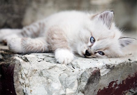 simsearch:400-09224195,k - Little Cat Looking On The Leaf Stockbilder - Microstock & Abonnement, Bildnummer: 400-04025587