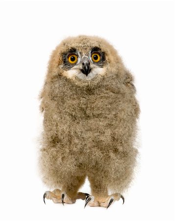 Eurasian Eagle Owl - Bubo bubo (6 weeks) in front of a white background Photographie de stock - Aubaine LD & Abonnement, Code: 400-04025632