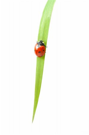 simsearch:400-05883361,k - red ladybug on green grass isolated Photographie de stock - Aubaine LD & Abonnement, Code: 400-04025753