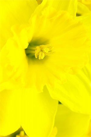 field of daffodil pictures - Daffodils isolated against a white background Photographie de stock - Aubaine LD & Abonnement, Code: 400-04026017