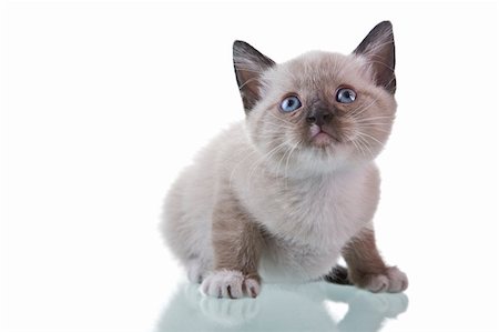 simsearch:400-04000875,k - Adorable baby kitten sitting isolated on white background. Photographie de stock - Aubaine LD & Abonnement, Code: 400-04026196