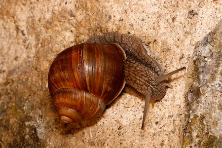 detail of a snail - Helix pomatia - on the stone wall Foto de stock - Royalty-Free Super Valor e Assinatura, Número: 400-04026361