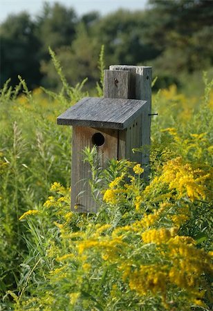 Weathered wooden birdhouse in the middle of a patch of goldenrod Foto de stock - Royalty-Free Super Valor e Assinatura, Número: 400-04026485