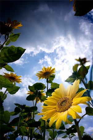 sunflower scenery in france - Low angle shot of sunflowers in bloom. Stock Photo - Budget Royalty-Free & Subscription, Code: 400-04026975