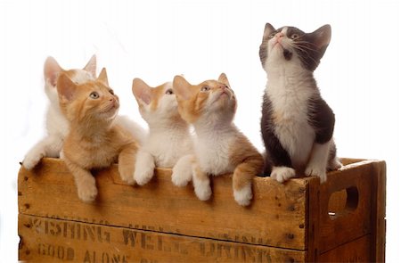 simsearch:400-07405345,k - litter of five kittens in a wooden box - seven weeks old Stock Photo - Budget Royalty-Free & Subscription, Code: 400-04027561