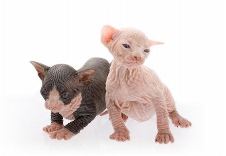 Two newborn sphinx kittens playing together Photographie de stock - Aubaine LD & Abonnement, Code: 400-04027714