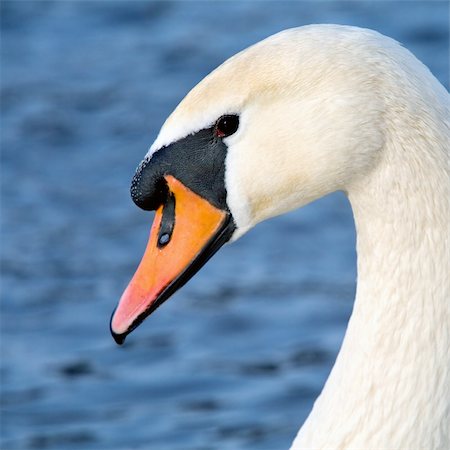 simsearch:400-04316483,k - Art portrait of a swan Photographie de stock - Aubaine LD & Abonnement, Code: 400-04027787