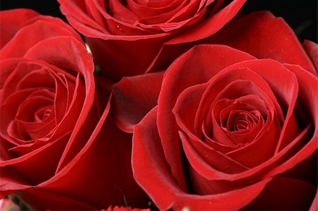 simsearch:400-06073508,k - Very beautiful passion red roses Photographie de stock - Aubaine LD & Abonnement, Code: 400-04027839
