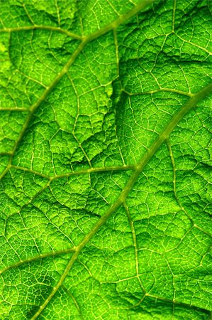 simsearch:400-06409108,k - green leaf macro close up Foto de stock - Royalty-Free Super Valor e Assinatura, Número: 400-04027845