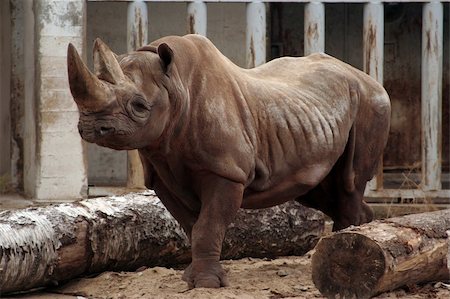 simsearch:400-04455503,k - Rhinoceros in the zoo in Tallinn Estonia Stock Photo - Budget Royalty-Free & Subscription, Code: 400-04027866