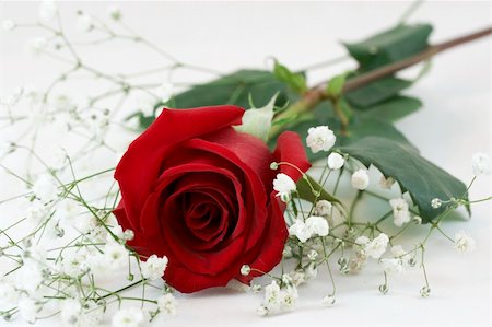simsearch:400-04842608,k - a picture of a red rose on white Stock Photo - Budget Royalty-Free & Subscription, Code: 400-04027900