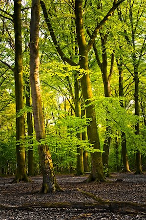 bright  green forest Foto de stock - Super Valor sin royalties y Suscripción, Código: 400-04028099