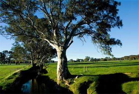 A creek flows through a field in the Adelaide Hills Stock Photo - Budget Royalty-Free & Subscription, Code: 400-04028243