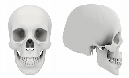 simsearch:400-05364333,k - 3d rendered human skull in two view Fotografie stock - Microstock e Abbonamento, Codice: 400-04028258