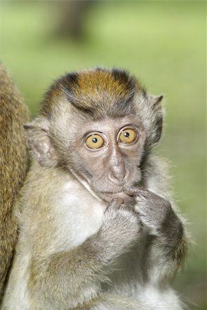 Cute macaque baby monkey finger in mouth Photographie de stock - Aubaine LD & Abonnement, Code: 400-04028270