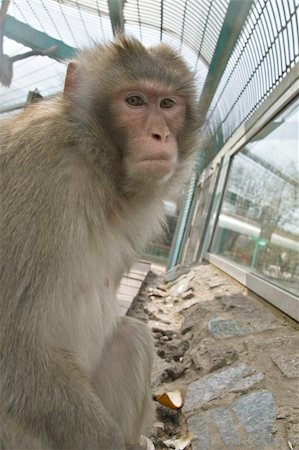 red ape - A monkey in a zoo looking sadly Stock Photo - Budget Royalty-Free & Subscription, Code: 400-04028328