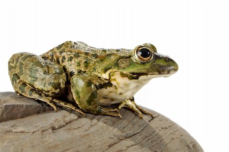 spotted frog - The marsh frog closely looking at the photographer. Stock Photo - Budget Royalty-Free & Subscription, Code: 400-04028406