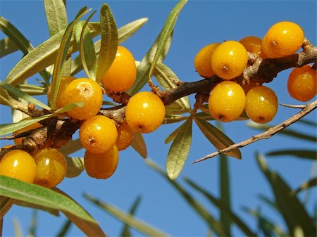 simsearch:824-02888669,k - sea buckthorn berries on the branch Photographie de stock - Aubaine LD & Abonnement, Code: 400-04028401