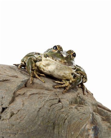 spotted frog - The marsh frog closely looking at the photographer. Stock Photo - Budget Royalty-Free & Subscription, Code: 400-04028403