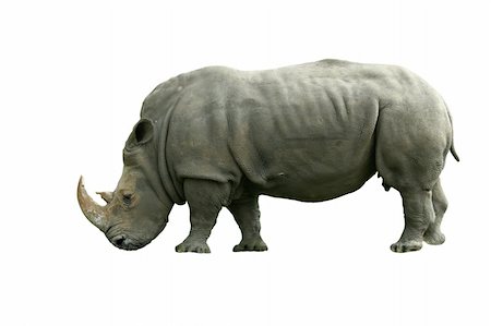 simsearch:400-04455503,k - A Isolated White Rhinoceros on white Stock Photo - Budget Royalty-Free & Subscription, Code: 400-04028448