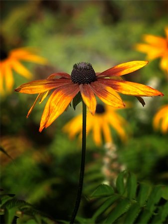 simsearch:400-05245245,k - Flower Head Close Up On Floral Out Of Focus Background Foto de stock - Super Valor sin royalties y Suscripción, Código: 400-04028463