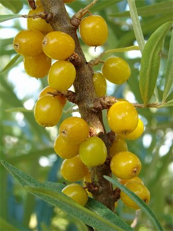 simsearch:824-02888669,k - sea buckthorn berries on the branch Photographie de stock - Aubaine LD & Abonnement, Code: 400-04028506