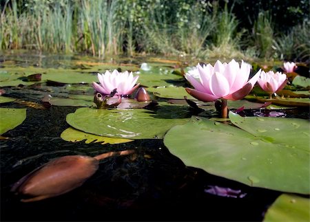 simsearch:851-02959686,k - Pink water lily (lotus) Photographie de stock - Aubaine LD & Abonnement, Code: 400-04028539