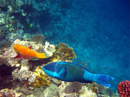 Tropical fishes and coral reef Stock Photo - Budget Royalty-Free & Subscription, Code: 400-04028561