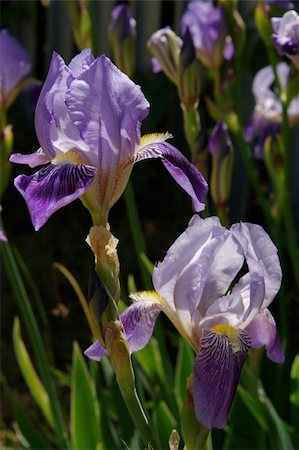 sherman (artist) - Close-up shot of the excellent Iris flower Photographie de stock - Aubaine LD & Abonnement, Code: 400-04028576